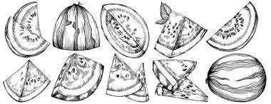 Karpuz çizimi vektör çizimi. İzole edilmiş el resmi beyaz arka planda. Yaz meyvesi oymalı tasvir. Yiyecek ambalajı için dekorasyon.