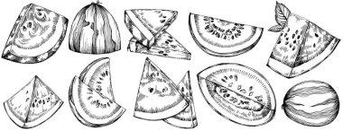 Karpuz çizimi vektör çizimi. İzole edilmiş el resmi beyaz arka planda. Yaz meyvesi oymalı tasvir. Yiyecek ambalajı için dekorasyon.