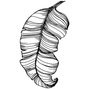 Vektör egzotik tropik hawaiian yaz. Palm beach ağaç orman botanik bırakır. Siyah ve beyaz mürekkep sanat kazınmış. Yaprak bitki botanik bahçe çiçek yaprakları. İzole yaprak illüstrasyon öğesi.