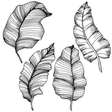 Vektör egzotik tropik hawaiian yaz. Palm beach ağaç orman botanik bırakır. Siyah ve beyaz mürekkep sanat kazınmış. Yaprak bitki botanik bahçe çiçek yaprakları. İzole yaprak illüstrasyon öğesi.