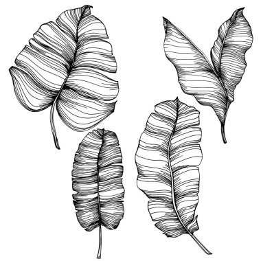 Vektör egzotik tropik hawaiian yaz. Palm beach ağaç orman botanik bırakır. Siyah ve beyaz mürekkep sanat kazınmış. Yaprak bitki botanik bahçe çiçek yaprakları. İzole yaprak illüstrasyon öğesi.