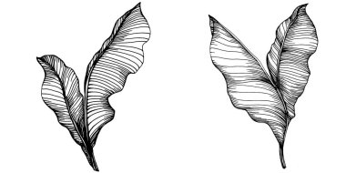 Vektör egzotik tropik hawaiian yaz. Palm beach ağaç orman botanik bırakır. Siyah ve beyaz mürekkep sanat kazınmış. Yaprak bitki botanik bahçe çiçek yaprakları. İzole yaprak illüstrasyon öğesi.