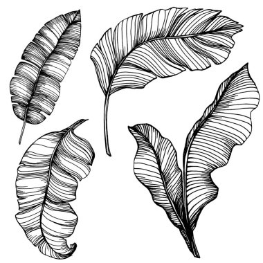 Vektör egzotik tropik hawaiian yaz. Palm beach ağaç orman botanik bırakır. Siyah ve beyaz mürekkep sanat kazınmış. Yaprak bitki botanik bahçe çiçek yaprakları. İzole yaprak illüstrasyon öğesi.