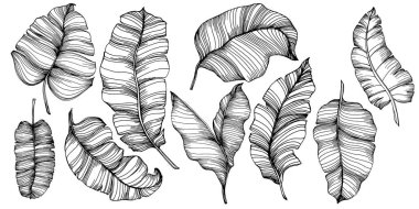 Vektör egzotik tropik hawaiian yaz. Palm beach ağaç orman botanik bırakır. Siyah ve beyaz mürekkep sanat kazınmış. Yaprak bitki botanik bahçe çiçek yaprakları. İzole yaprak illüstrasyon öğesi.