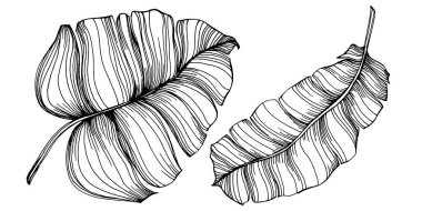 Vektör egzotik tropik hawaiian yaz. Palm beach ağaç orman botanik bırakır. Siyah ve beyaz mürekkep sanat kazınmış. Yaprak bitki botanik bahçe çiçek yaprakları. İzole yaprak illüstrasyon öğesi.