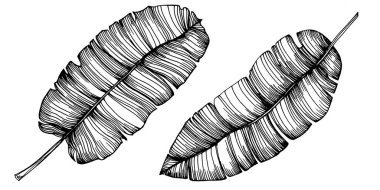 Vektör egzotik tropik hawaiian yaz. Palm beach ağaç orman botanik bırakır. Siyah ve beyaz mürekkep sanat kazınmış. Yaprak bitki botanik bahçe çiçek yaprakları. İzole yaprak illüstrasyon öğesi.