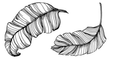 Vektör egzotik tropik hawaiian yaz. Palm beach ağaç orman botanik bırakır. Siyah ve beyaz mürekkep sanat kazınmış. Yaprak bitki botanik bahçe çiçek yaprakları. İzole yaprak illüstrasyon öğesi.