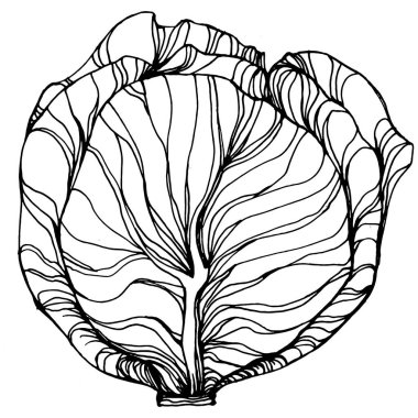Lahana el çizimi vektör çizimi. İzole edilmiş sebze oymalı nesne. Tasarım logosu, menü, etiket, simge, pul için en iyisi. Klasik stil.