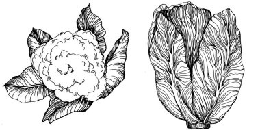 Lahana el çizimi vektör çizimi. İzole edilmiş sebze oymalı nesne. Tasarım logosu, menü, etiket, simge, pul için en iyisi. Klasik stil.