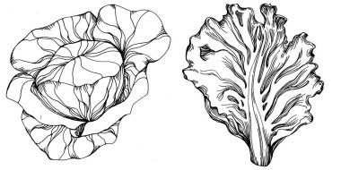 Lahana el çizimi vektör çizimi. İzole edilmiş sebze oymalı nesne. Tasarım logosu, menü, etiket, simge, pul için en iyisi. Klasik stil.