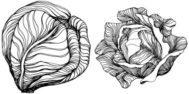 Lahana el çizimi vektör çizimi. İzole edilmiş sebze oymalı nesne. Tasarım logosu, menü, etiket, simge, pul için en iyisi. Klasik stil.