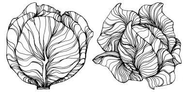 Lahana el çizimi vektör çizimi. İzole edilmiş sebze oymalı nesne. Tasarım logosu, menü, etiket, simge, pul için en iyisi. Klasik stil.