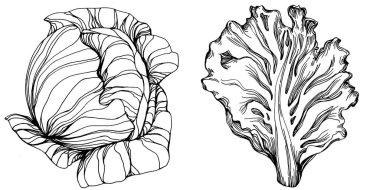 Lahana el çizimi vektör çizimi. İzole edilmiş sebze oymalı nesne. Tasarım logosu, menü, etiket, simge, pul için en iyisi. Klasik stil.
