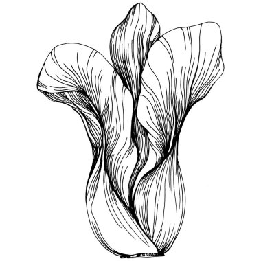 Lahana el çizimi vektör çizimi. İzole edilmiş sebze oymalı nesne. Tasarım logosu, menü, etiket, simge, pul için en iyisi. Klasik stil.