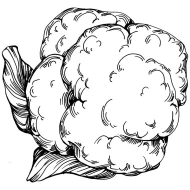 Lahana el çizimi vektör çizimi. İzole edilmiş sebze oymalı nesne. Tasarım logosu, menü, etiket, simge, pul için en iyisi. Klasik stil.