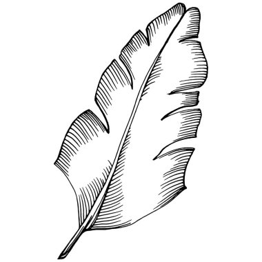 Vektör egzotik tropik hawaiian yaz. Palm beach ağaç orman botanik bırakır. Siyah ve beyaz mürekkep sanat kazınmış. Yaprak bitki botanik bahçe çiçek yaprakları. İzole yaprak illüstrasyon öğesi.
