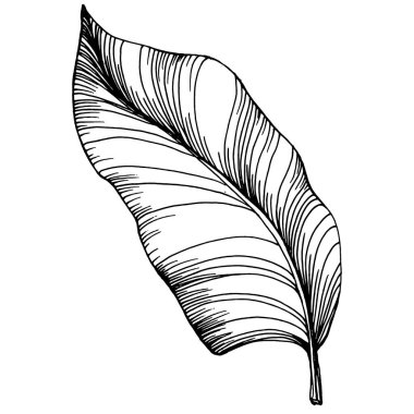 Vektör egzotik tropik hawaiian yaz. Palm beach ağaç orman botanik bırakır. Siyah ve beyaz mürekkep sanat kazınmış. Yaprak bitki botanik bahçe çiçek yaprakları. İzole yaprak illüstrasyon öğesi.