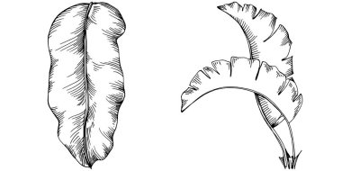 Vektör egzotik tropik hawaiian yaz. Palm beach ağaç orman botanik bırakır. Siyah ve beyaz mürekkep sanat kazınmış. Yaprak bitki botanik bahçe çiçek yaprakları. İzole yaprak illüstrasyon öğesi.