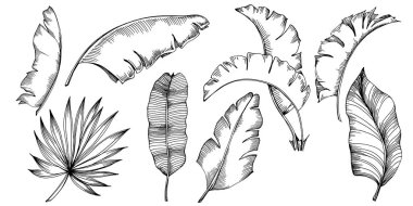 Vektör egzotik tropik hawaiian yaz. Palm beach ağaç orman botanik bırakır. Siyah ve beyaz mürekkep sanat kazınmış. Yaprak bitki botanik bahçe çiçek yaprakları. İzole yaprak illüstrasyon öğesi.