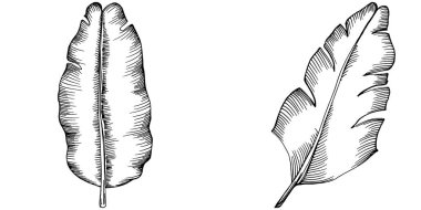 Vektör egzotik tropik hawaiian yaz. Palm beach ağaç orman botanik bırakır. Siyah ve beyaz mürekkep sanat kazınmış. Yaprak bitki botanik bahçe çiçek yaprakları. İzole yaprak illüstrasyon öğesi.