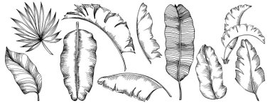 Vektör egzotik tropik hawaiian yaz. Palm beach ağaç orman botanik bırakır. Siyah ve beyaz mürekkep sanat kazınmış. Yaprak bitki botanik bahçe çiçek yaprakları. İzole yaprak illüstrasyon öğesi.