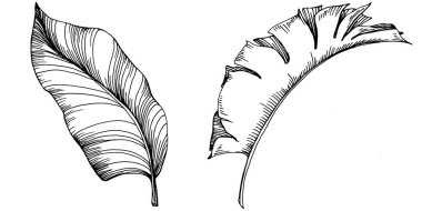 Vektör egzotik tropik hawaiian yaz. Palm beach ağaç orman botanik bırakır. Siyah ve beyaz mürekkep sanat kazınmış. Yaprak bitki botanik bahçe çiçek yaprakları. İzole yaprak illüstrasyon öğesi.