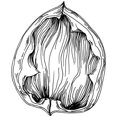 Ceviz elle çizilmiş Vektör İllüstrasyonu beyaz arka planda izole edildi. Restoran menüsü, market etiketi, logo, amblem ve mutfak tasarımı için Retro style tarım ürünü. Yiyecek ambalajı için dekorasyon.