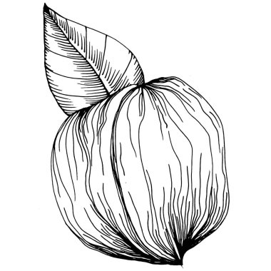 Ceviz elle çizilmiş Vektör İllüstrasyonu beyaz arka planda izole edildi. Restoran menüsü, market etiketi, logo, amblem ve mutfak tasarımı için Retro style tarım ürünü. Yiyecek ambalajı için dekorasyon.