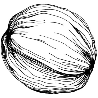 Ceviz elle çizilmiş Vektör İllüstrasyonu beyaz arka planda izole edildi. Restoran menüsü, market etiketi, logo, amblem ve mutfak tasarımı için Retro style tarım ürünü. Yiyecek ambalajı için dekorasyon.