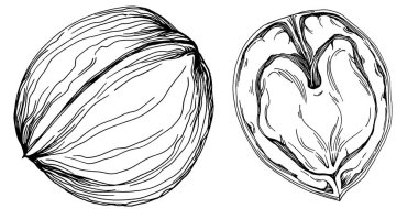 Ceviz elle çizilmiş Vektör İllüstrasyonu beyaz arka planda izole edildi. Restoran menüsü, market etiketi, logo, amblem ve mutfak tasarımı için Retro style tarım ürünü. Yiyecek ambalajı için dekorasyon.