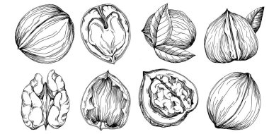 Ceviz elle çizilmiş Vektör İllüstrasyonu beyaz arka planda izole edildi. Restoran menüsü, market etiketi, logo, amblem ve mutfak tasarımı için Retro style tarım ürünü. Yiyecek ambalajı için dekorasyon.