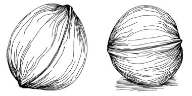 Ceviz elle çizilmiş Vektör İllüstrasyonu beyaz arka planda izole edildi. Restoran menüsü, market etiketi, logo, amblem ve mutfak tasarımı için Retro style tarım ürünü. Yiyecek ambalajı için dekorasyon.