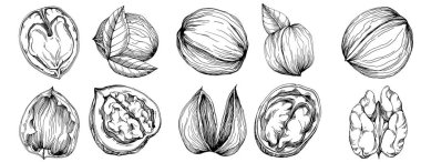 Ceviz elle çizilmiş Vektör İllüstrasyonu beyaz arka planda izole edildi. Restoran menüsü, market etiketi, logo, amblem ve mutfak tasarımı için Retro style tarım ürünü. Yiyecek ambalajı için dekorasyon.