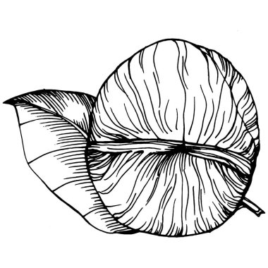 Ceviz elle çizilmiş Vektör İllüstrasyonu beyaz arka planda izole edildi. Restoran menüsü, market etiketi, logo, amblem ve mutfak tasarımı için Retro style tarım ürünü. Yiyecek ambalajı için dekorasyon.