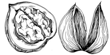 Ceviz elle çizilmiş Vektör İllüstrasyonu beyaz arka planda izole edildi. Restoran menüsü, market etiketi, logo, amblem ve mutfak tasarımı için Retro style tarım ürünü. Yiyecek ambalajı için dekorasyon.