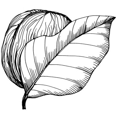 Ceviz elle çizilmiş Vektör İllüstrasyonu beyaz arka planda izole edildi. Restoran menüsü, market etiketi, logo, amblem ve mutfak tasarımı için Retro style tarım ürünü. Yiyecek ambalajı için dekorasyon.