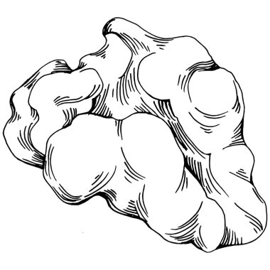 Ceviz elle çizilmiş Vektör İllüstrasyonu beyaz arka planda izole edildi. Restoran menüsü, market etiketi, logo, amblem ve mutfak tasarımı için Retro style tarım ürünü. Yiyecek ambalajı için dekorasyon.