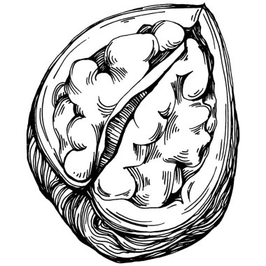 Ceviz elle çizilmiş Vektör İllüstrasyonu beyaz arka planda izole edildi. Restoran menüsü, market etiketi, logo, amblem ve mutfak tasarımı için Retro style tarım ürünü. Yiyecek ambalajı için dekorasyon.