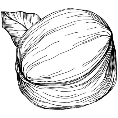 Ceviz elle çizilmiş Vektör İllüstrasyonu beyaz arka planda izole edildi. Restoran menüsü, market etiketi, logo, amblem ve mutfak tasarımı için Retro style tarım ürünü. Yiyecek ambalajı için dekorasyon.