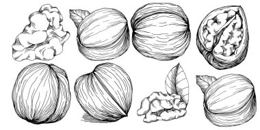 Ceviz elle çizilmiş Vektör İllüstrasyonu beyaz arka planda izole edildi. Restoran menüsü, market etiketi, logo, amblem ve mutfak tasarımı için Retro style tarım ürünü. Yiyecek ambalajı için dekorasyon.