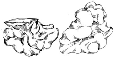 Ceviz elle çizilmiş Vektör İllüstrasyonu beyaz arka planda izole edildi. Restoran menüsü, market etiketi, logo, amblem ve mutfak tasarımı için Retro style tarım ürünü. Yiyecek ambalajı için dekorasyon.