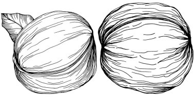 Ceviz elle çizilmiş Vektör İllüstrasyonu beyaz arka planda izole edildi. Restoran menüsü, market etiketi, logo, amblem ve mutfak tasarımı için Retro style tarım ürünü. Yiyecek ambalajı için dekorasyon.