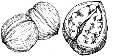 Ceviz elle çizilmiş Vektör İllüstrasyonu beyaz arka planda izole edildi. Restoran menüsü, market etiketi, logo, amblem ve mutfak tasarımı için Retro style tarım ürünü. Yiyecek ambalajı için dekorasyon.