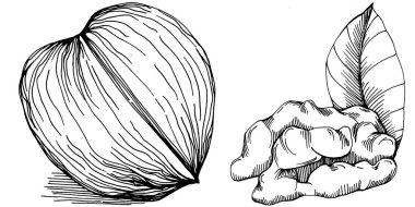 Ceviz elle çizilmiş Vektör İllüstrasyonu beyaz arka planda izole edildi. Restoran menüsü, market etiketi, logo, amblem ve mutfak tasarımı için Retro style tarım ürünü. Yiyecek ambalajı için dekorasyon.