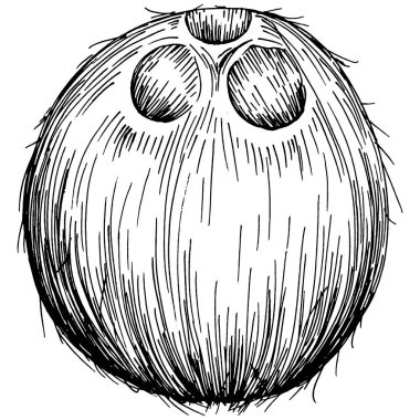 Vektör hindistan cevizi el çizimi çizimi. Vektör tropikal gıda çizimi. Eski tarz. Tasarım logosu, menü, etiket, simge, pul için en iyisi.