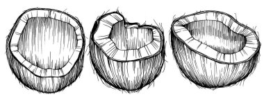 Vektör hindistan cevizi el çizimi çizimi. Vektör tropikal gıda çizimi. Eski tarz. Tasarım logosu, menü, etiket, simge, pul için en iyisi.