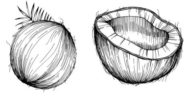 Vektör hindistan cevizi el çizimi çizimi. Vektör tropikal gıda çizimi. Eski tarz. Tasarım logosu, menü, etiket, simge, pul için en iyisi.