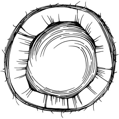 Vektör hindistan cevizi el çizimi çizimi. Vektör tropikal gıda çizimi. Eski tarz. Tasarım logosu, menü, etiket, simge, pul için en iyisi.