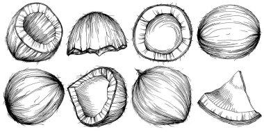 Vektör hindistan cevizi el çizimi çizimi. Vektör tropikal gıda çizimi. Eski tarz. Tasarım logosu, menü, etiket, simge, pul için en iyisi.