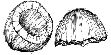 Vektör hindistan cevizi el çizimi çizimi. Vektör tropikal gıda çizimi. Eski tarz. Tasarım logosu, menü, etiket, simge, pul için en iyisi.